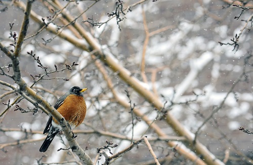 Robin in snowy tree