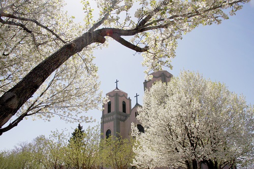 Trees blooming on campus; St. Cajetan